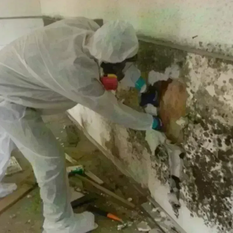 Mold Remediation and Removal in Middletown, NY